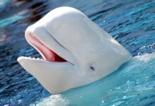 Beluga