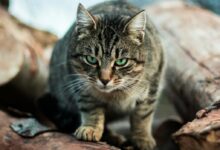 gray cat standing on a tree branch
