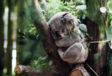 koala sleeping on tree branch