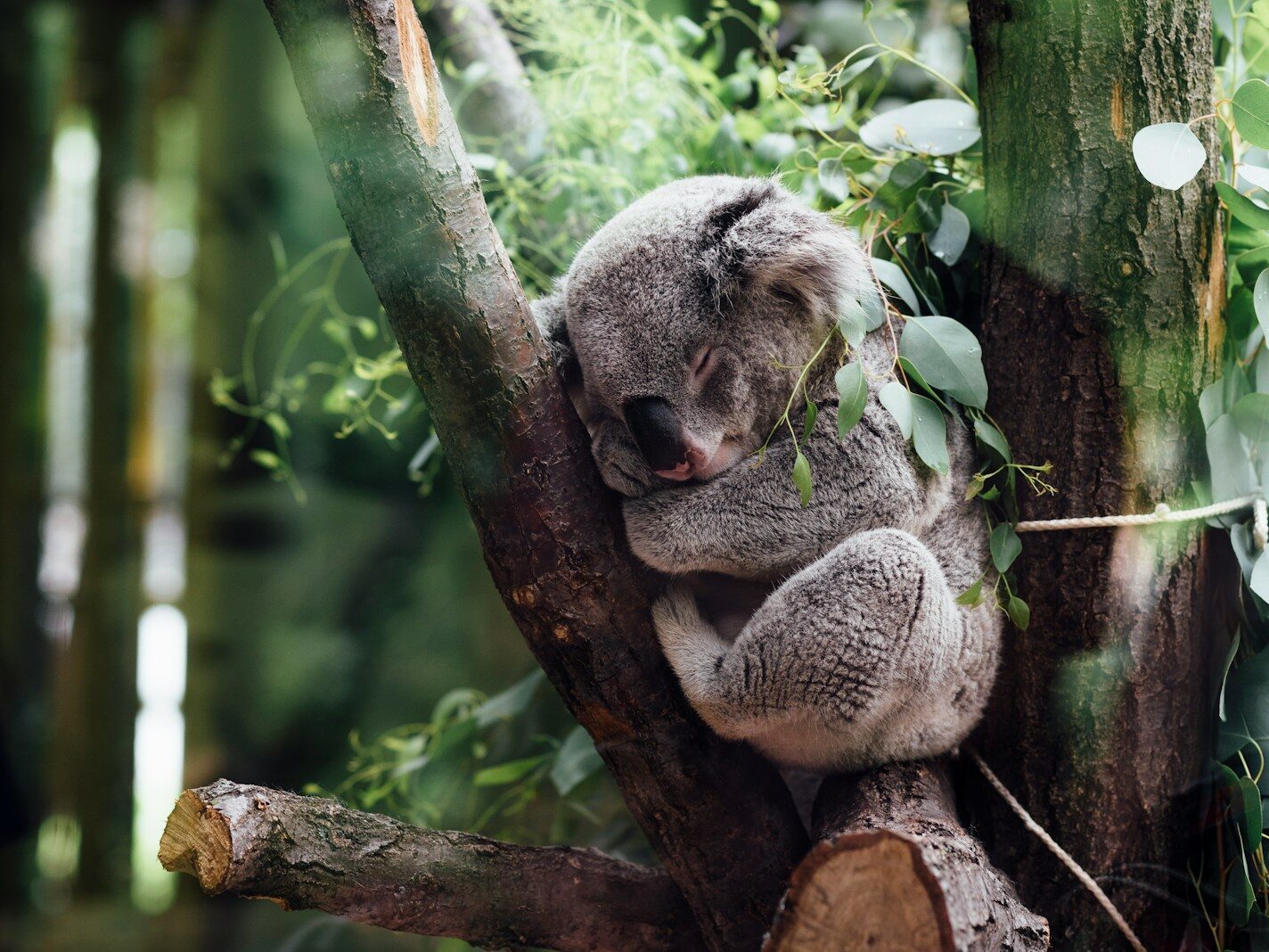 koala sleeping on tree branch