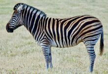 zebra on green grass field during daytime photo