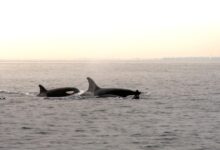 a couple of orca's swimming in the ocean