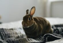 brown rabbit on gray textile