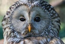 owl