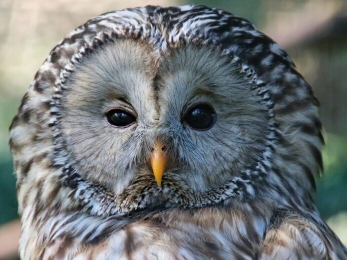 owl