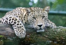 leopard on tree branch