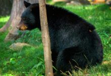 black bear on green grass during daytime