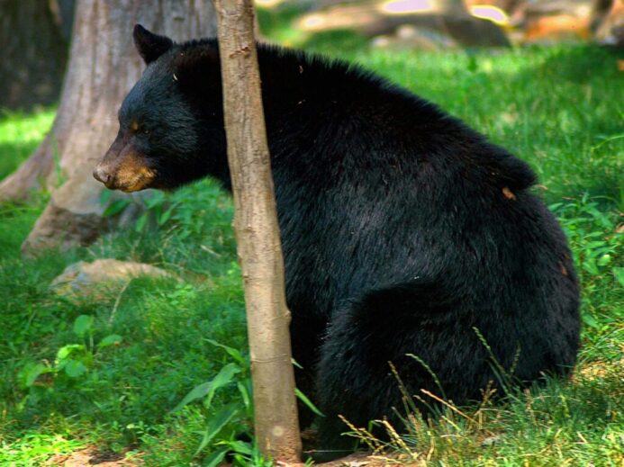 black bear on green grass during daytime