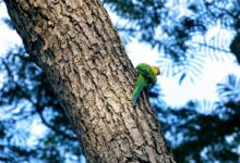 green bird on tree