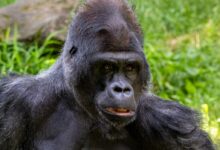black gorilla on green grass during daytime