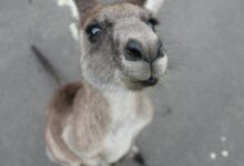 photo of gray kangaroo