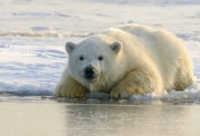 polar bear on water during daytime