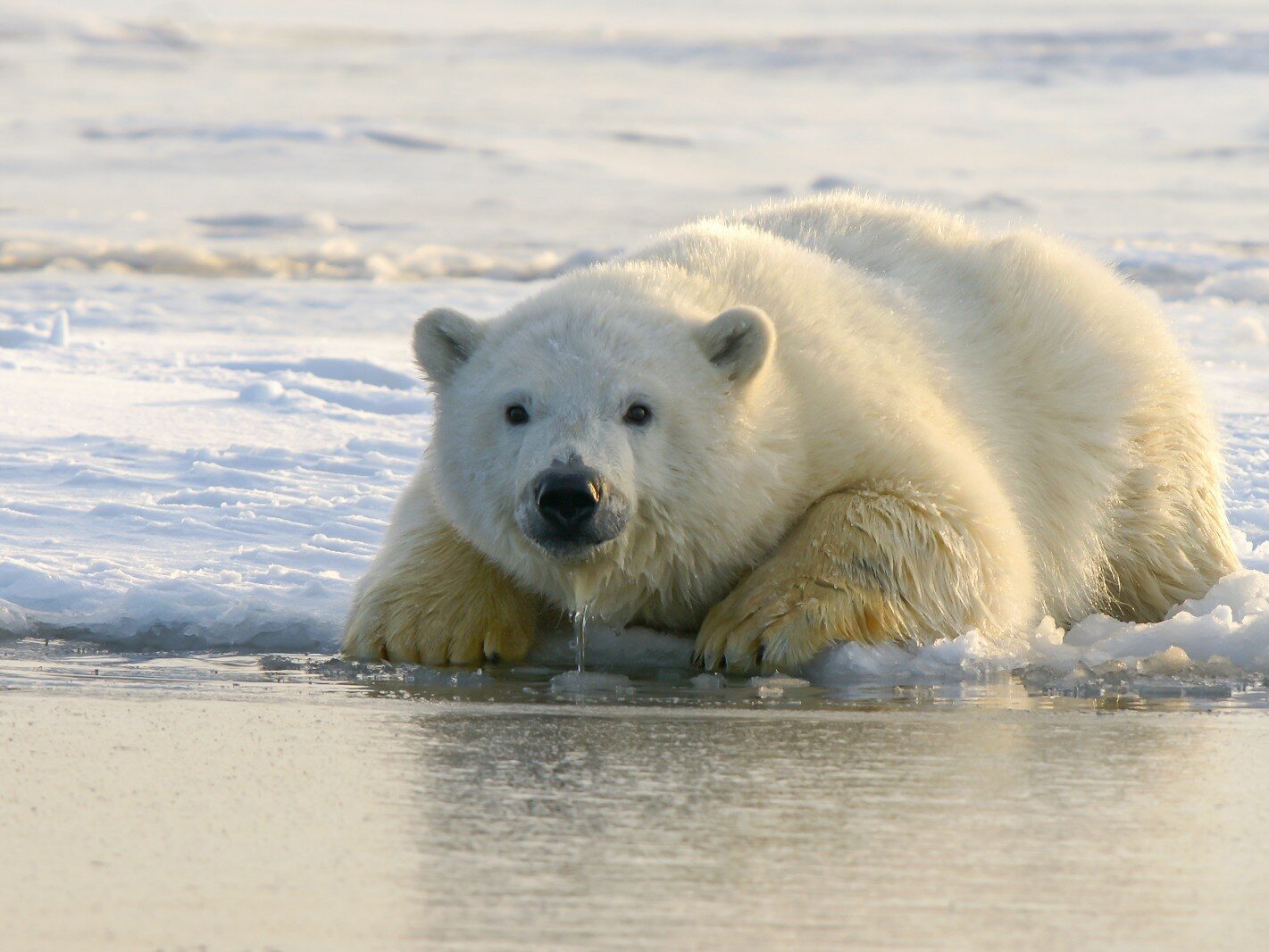 polar bear on water during daytime