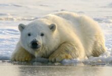 polar bear on water during daytime