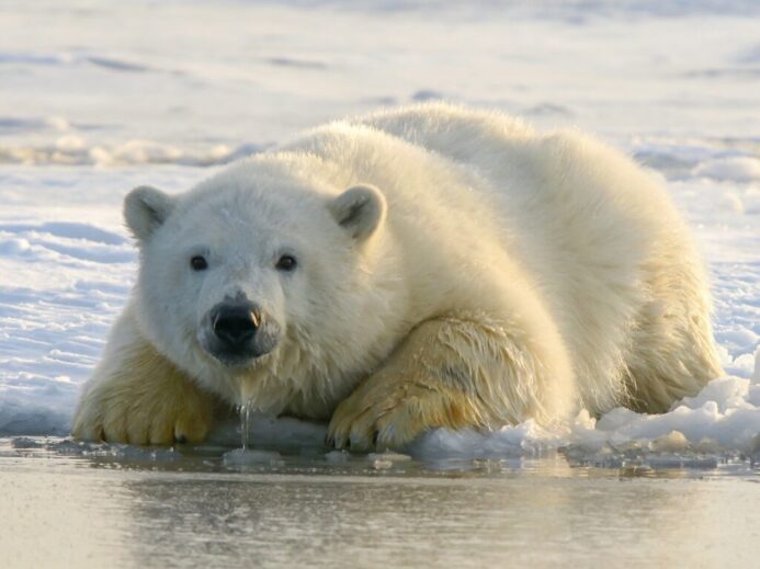 polar bear on water during daytime