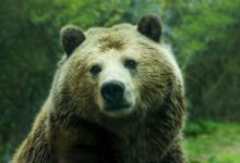 brown bear near grass field