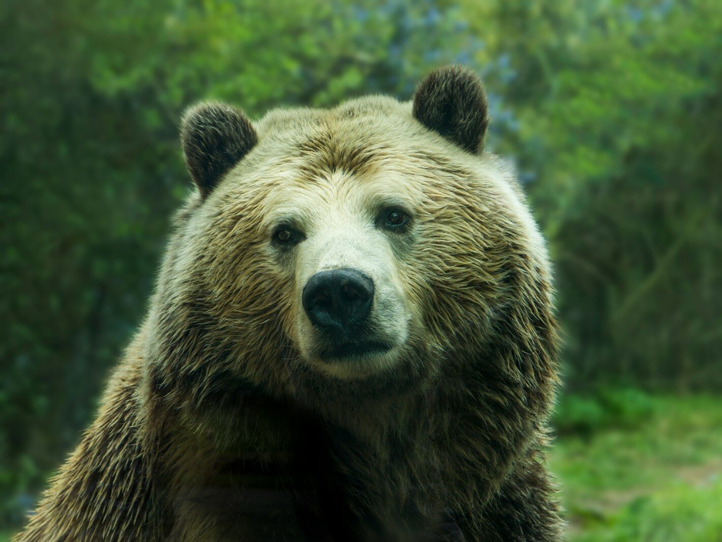 brown bear near grass field