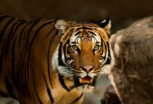 photography of lion