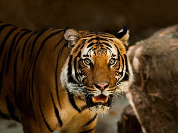 photography of lion