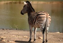 brown and black zebra standing near body of water