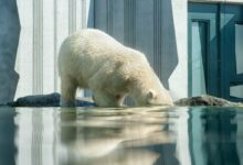 Polar Bear on body of water