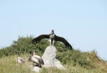 a large bird standing on top of a rock