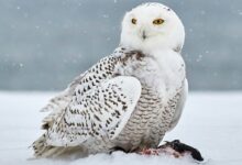 snow owl on snow covered field
