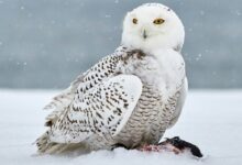 snow owl on snow covered field