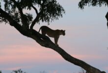 a lion standing on top of a tree branch