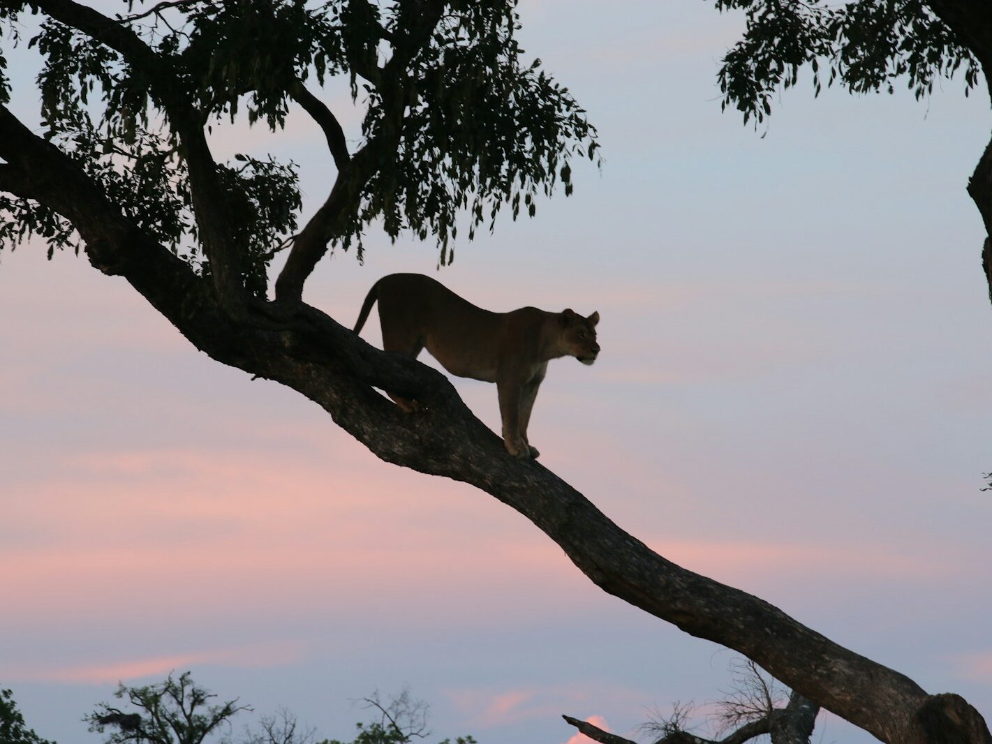 a lion standing on top of a tree branch