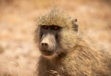 a close up of a baboon looking at the camera