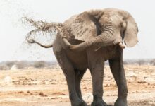 brown elephant on brown field