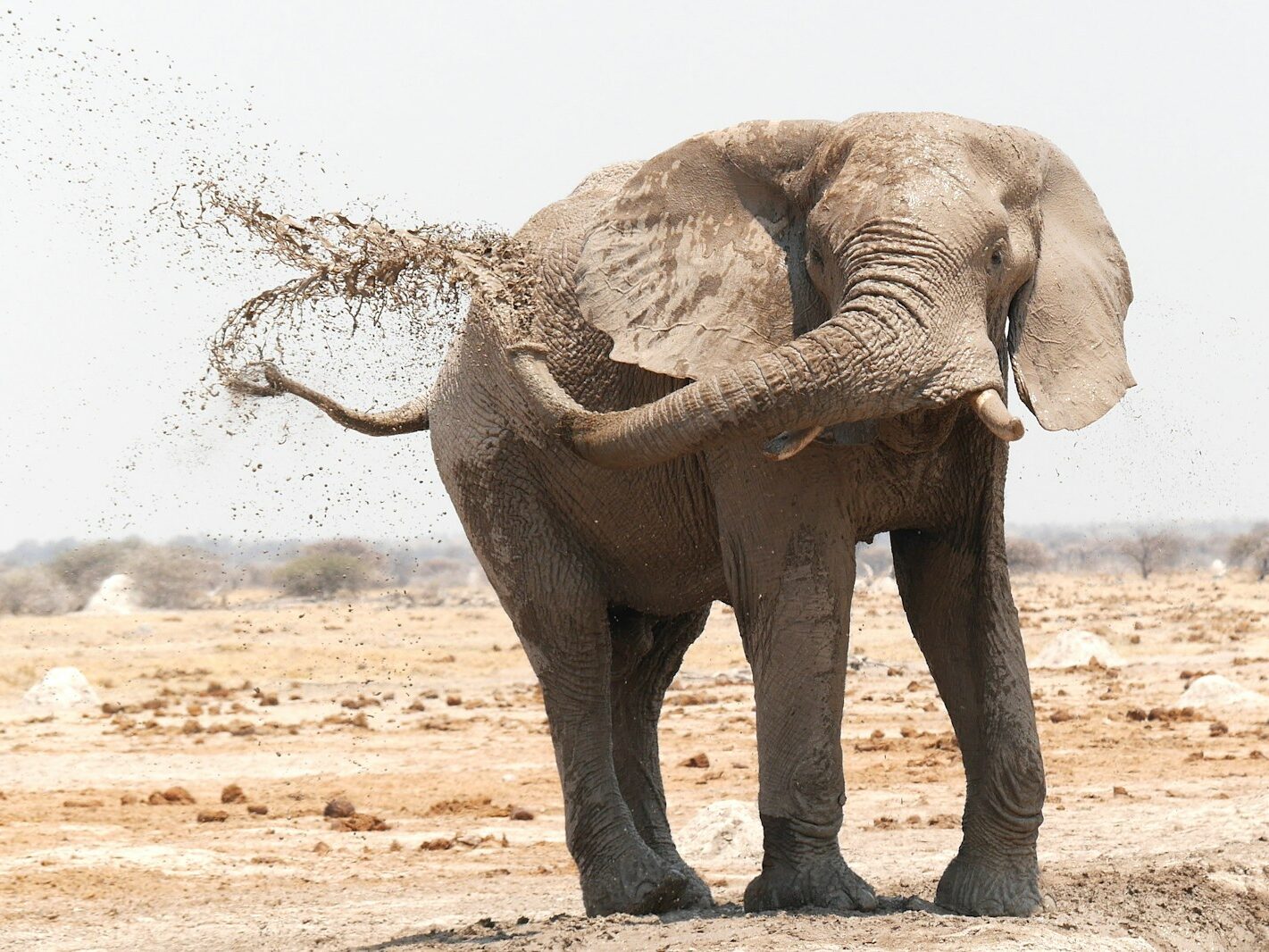 brown elephant on brown field