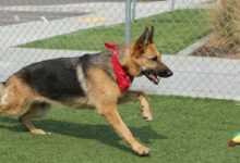 a german shepherd playing with a ball in a fenced in area