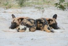 a couple of dogs laying on top of a sandy beach