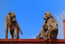 two monkeys sitting on top of a red fence
