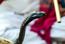black cobra in closeup photography