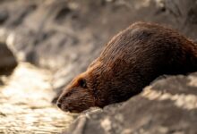 brown rodent on white wooden surface during daytime
