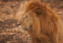 brown lion