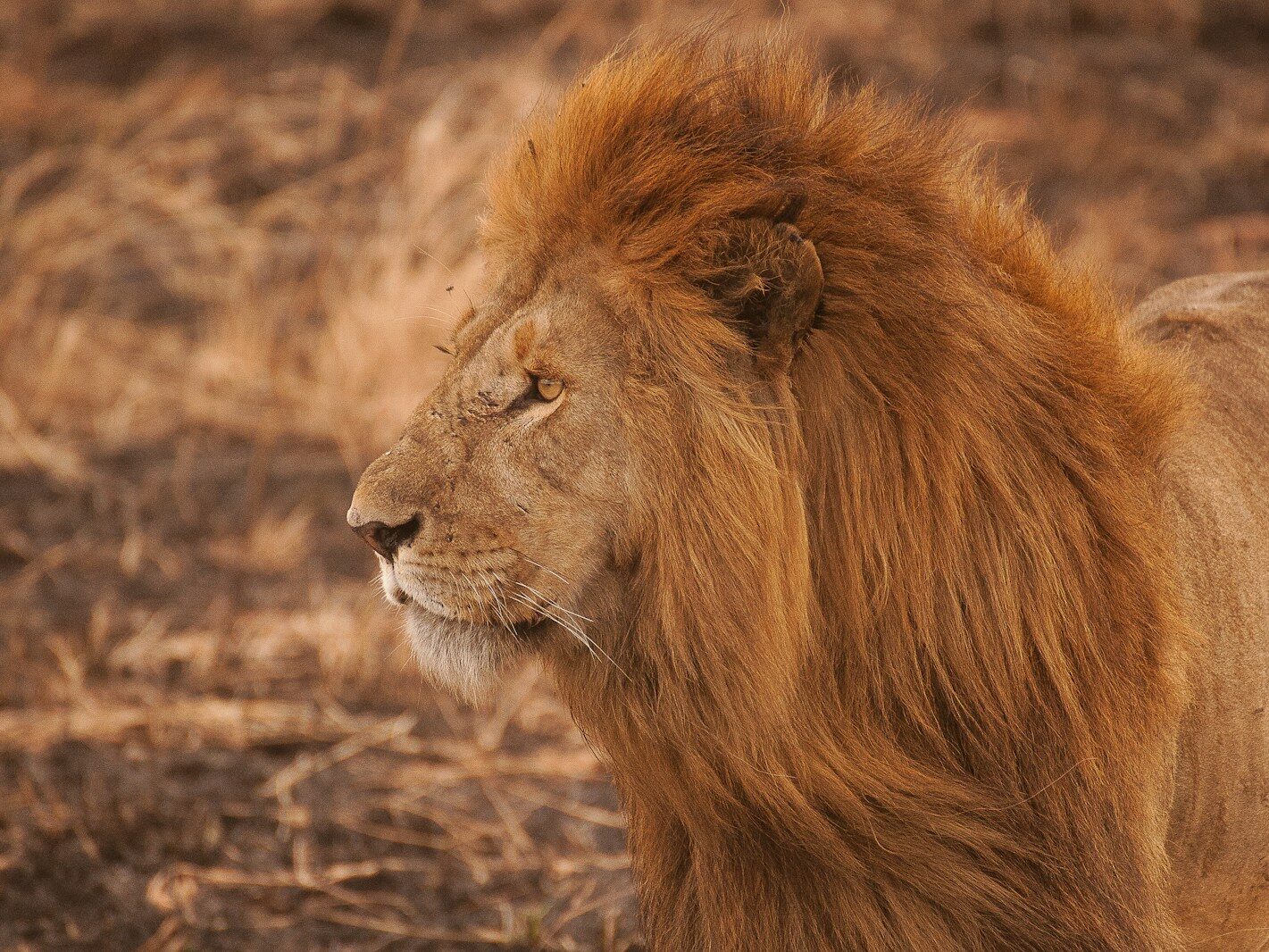 brown lion