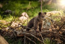 wildlife photography of brown bear cub