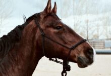 brown horse during daytime