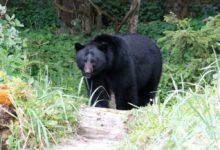 a large black bear walking through a lush green forest