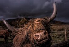 brown yak inside fence during nighttime