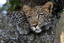 a leopard lying on a rock
