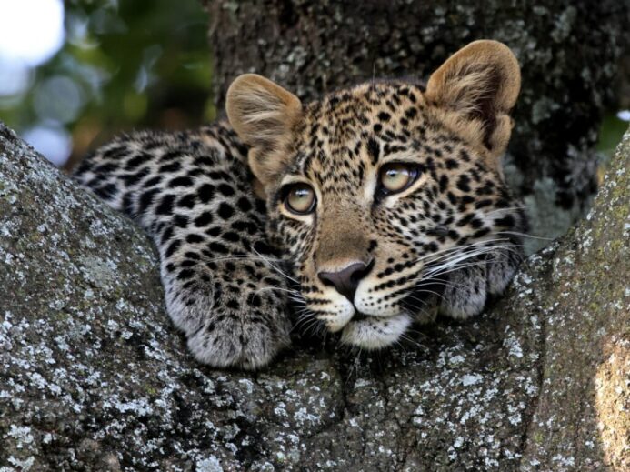 a leopard lying on a rock