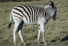 zebra eating grass during daytime