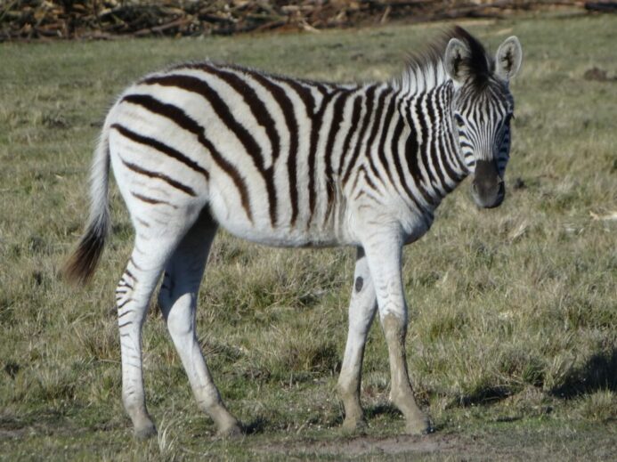zebra eating grass during daytime