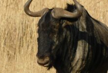 a bull with large horns standing in a field
