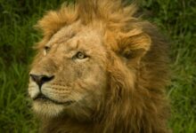 closeup photo of adult lion